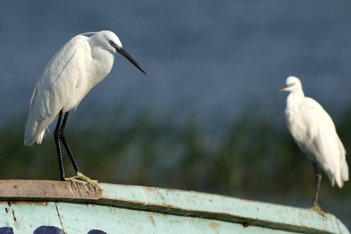 Egretta_garzetta_29.06.2019_P.Szymański 1.jpg